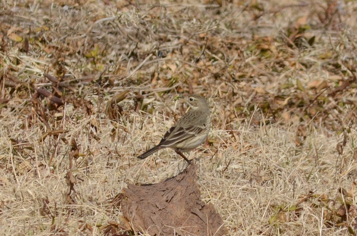 American Pipit - Mike Sylvia