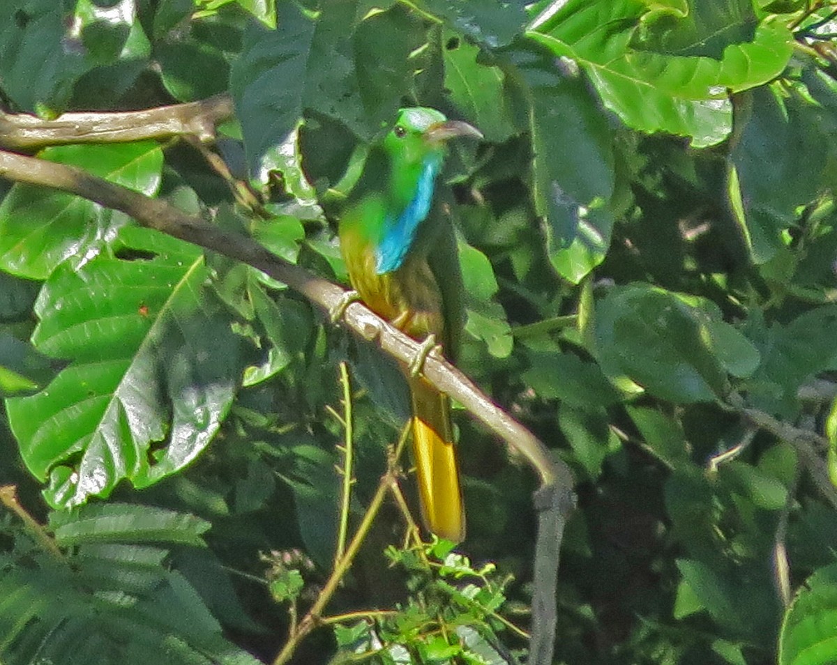 Blue-bearded Bee-eater - ML142081471