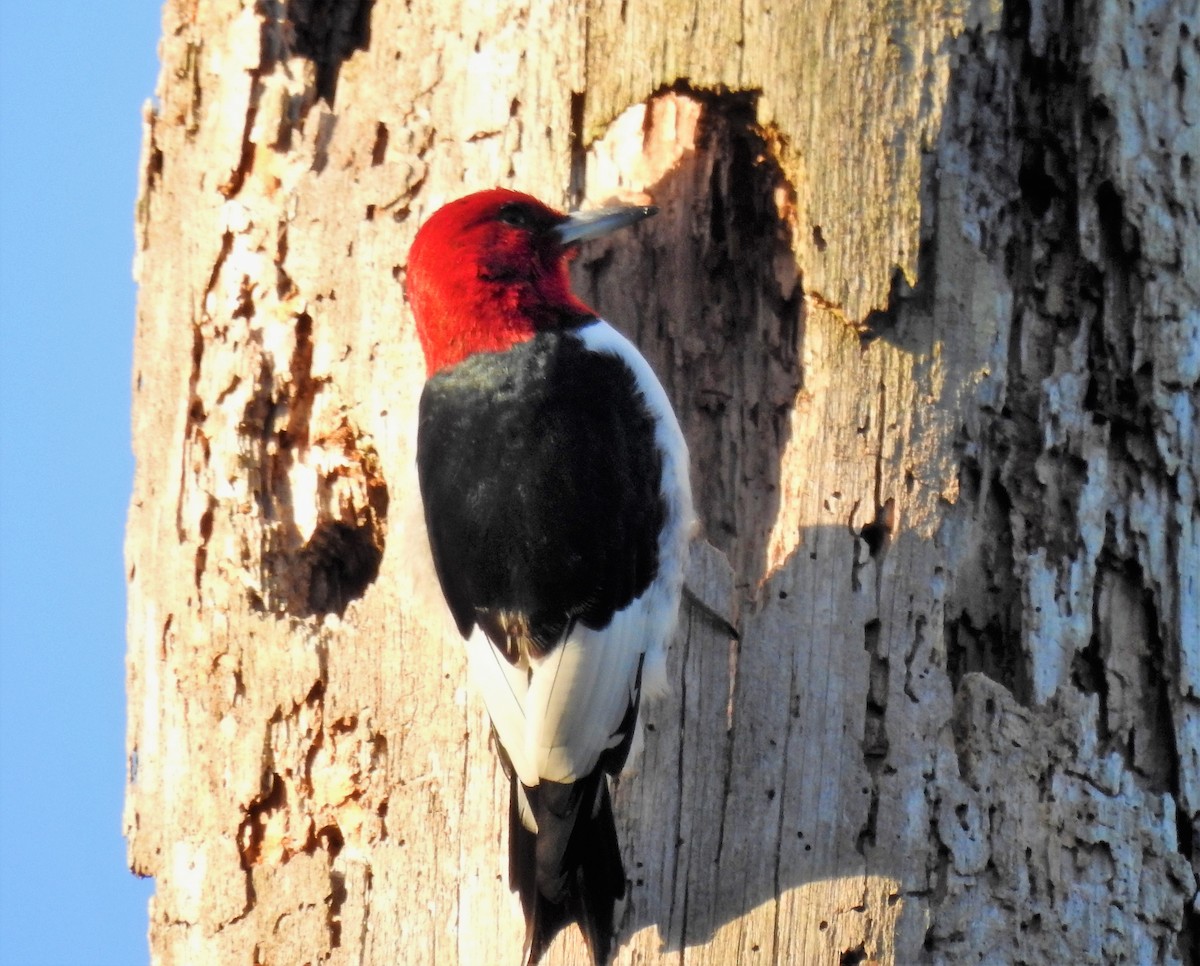 Red-headed Woodpecker - Sharon Wilcox