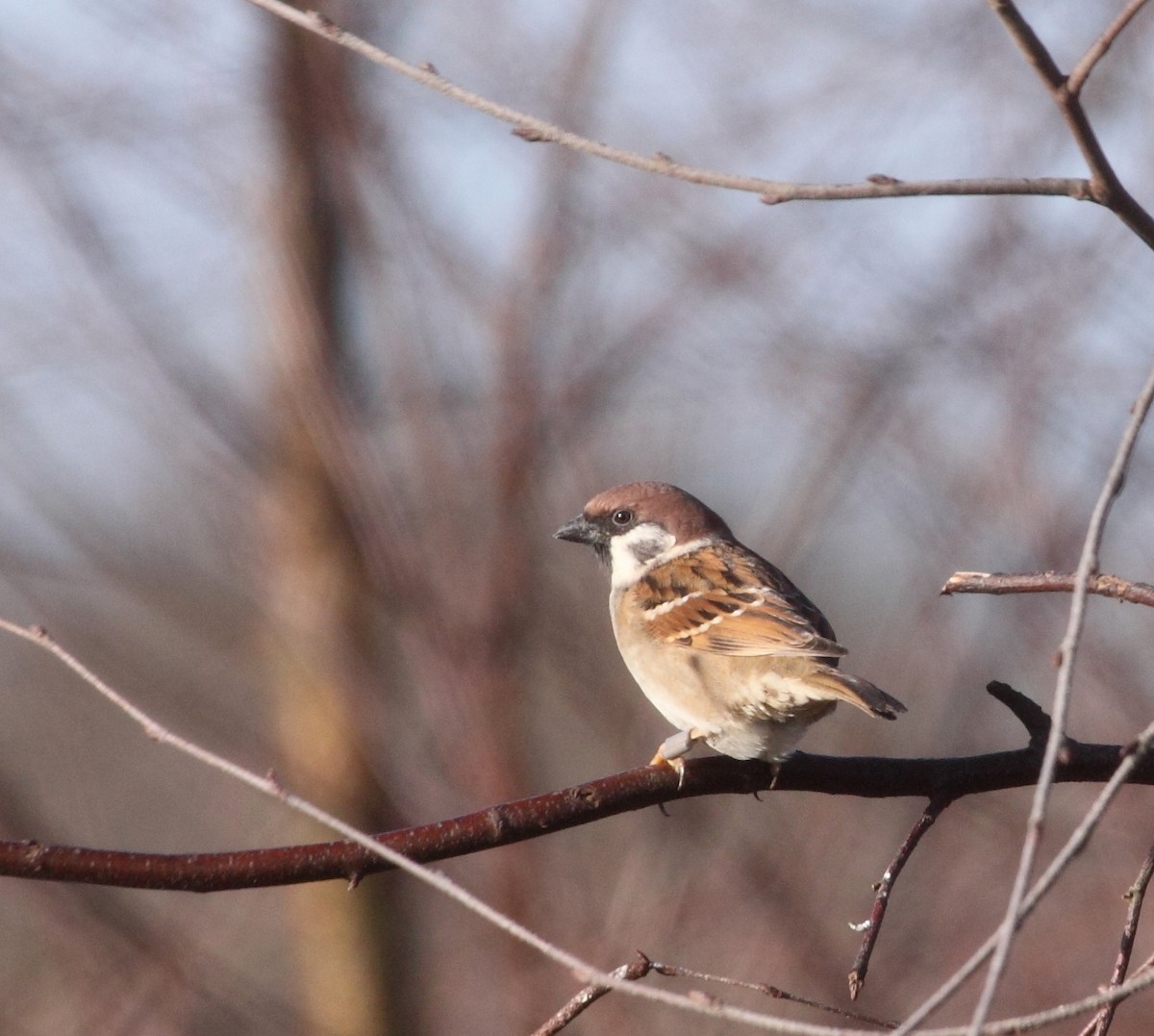 Eurasian Tree Sparrow - Andrew Steele