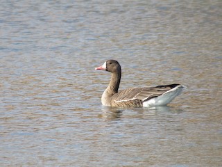 Greater White-fronted Goose, ML142083811