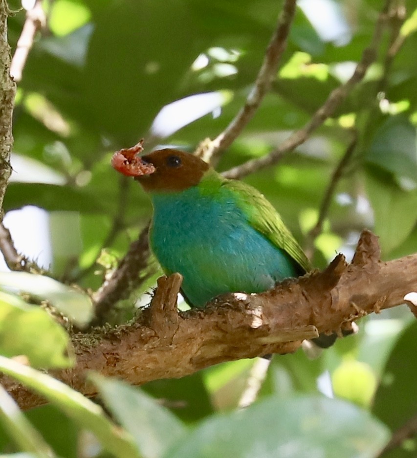 Bay-headed Tanager - ML142084321