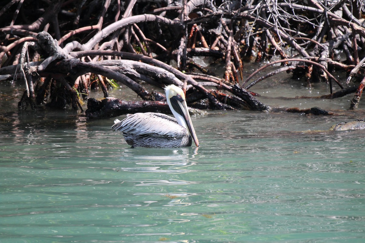 Brown Pelican - T Remy