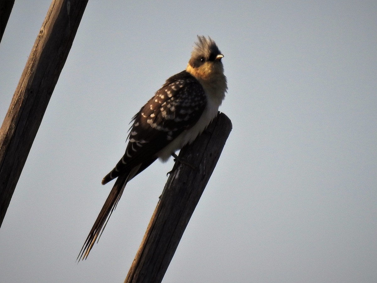 Great Spotted Cuckoo - ML142084901