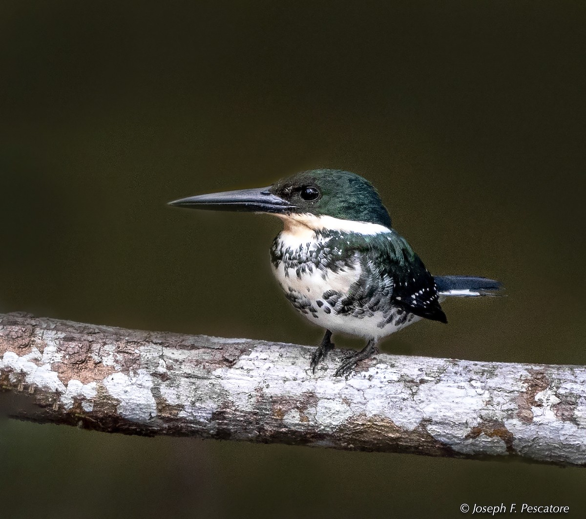 Green Kingfisher - Joseph Pescatore