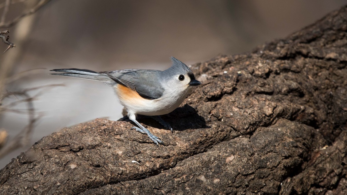Tufted Titmouse - Charlie Shields