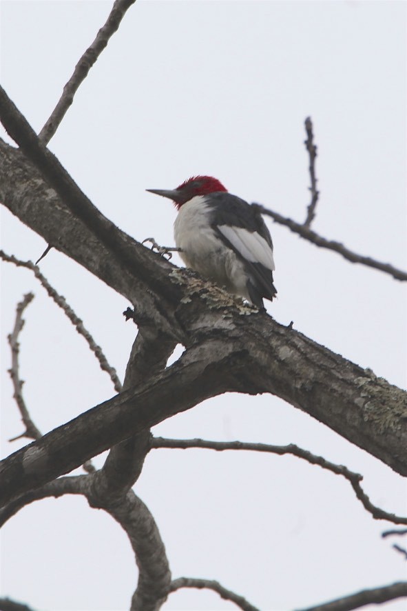 Red-headed Woodpecker - Vickie Baily