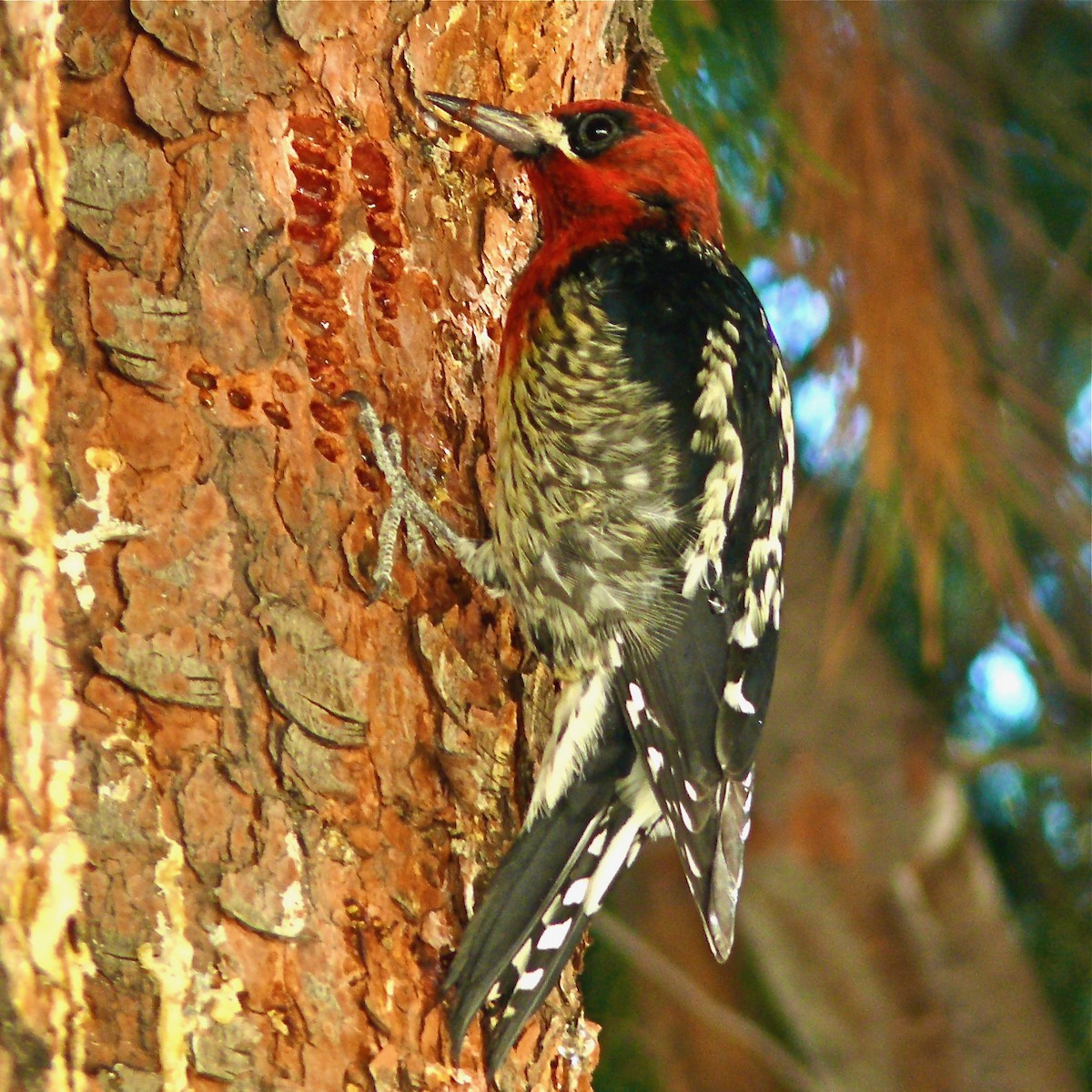 Red-breasted Sapsucker - ML142094551