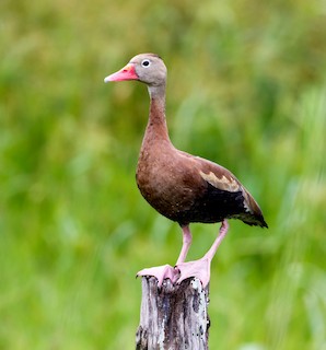 Black-bellied Whistling-Duck, ML142095061