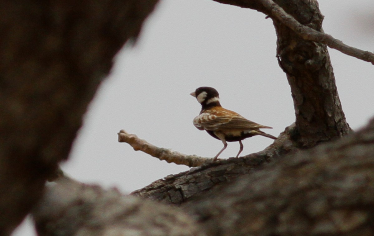 Chestnut-backed Sparrow-Lark - ML142095141