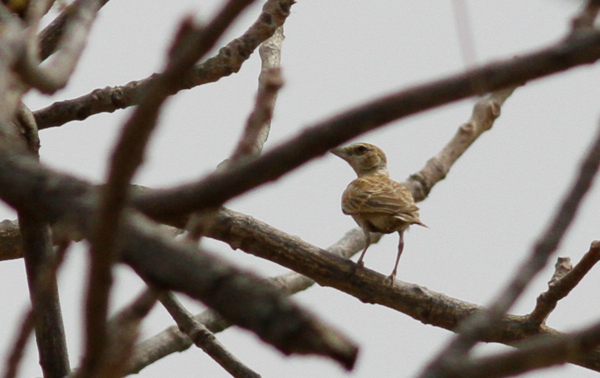 Chestnut-backed Sparrow-Lark - ML142095151