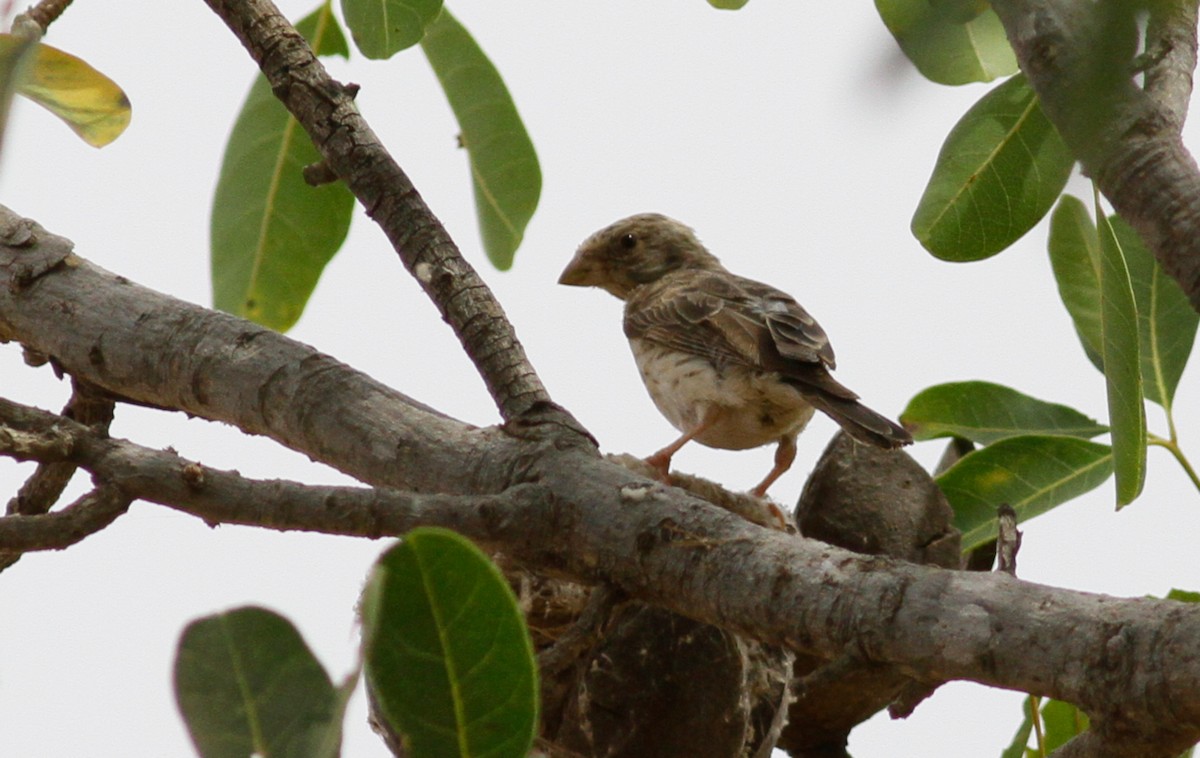 White-rumped Seedeater - ML142095171