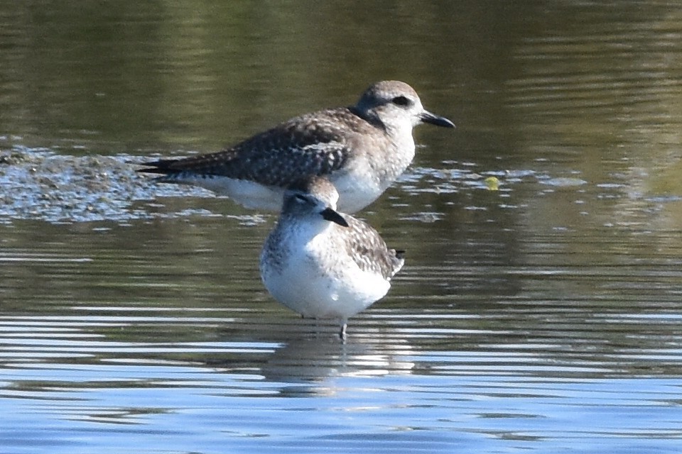 Black-bellied Plover - Anonymous