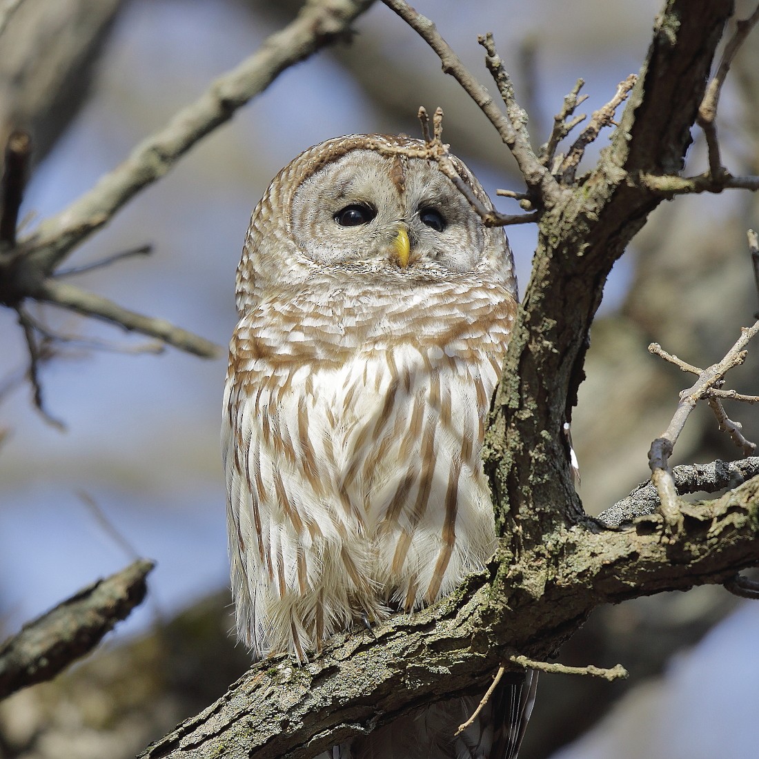 Barred Owl - Allen Woodliffe