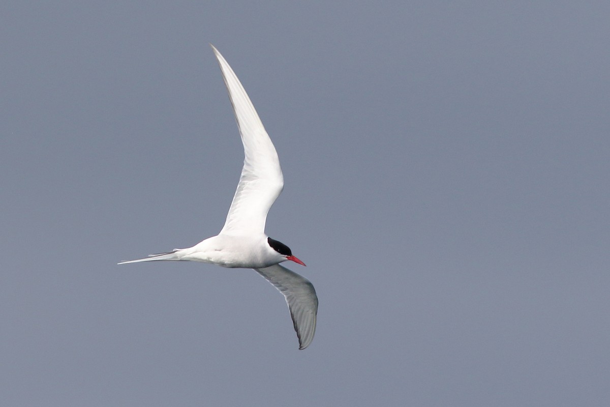 Arctic Tern - JT Wathen