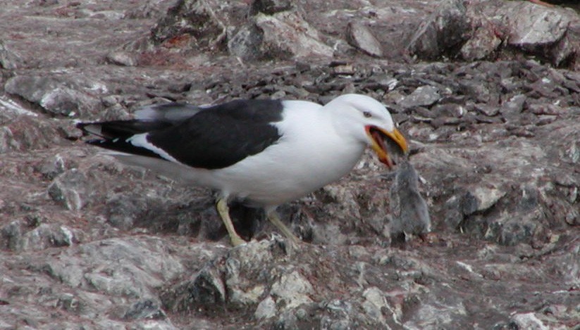 Kelp Gull (austrinus) - Michael Shepard