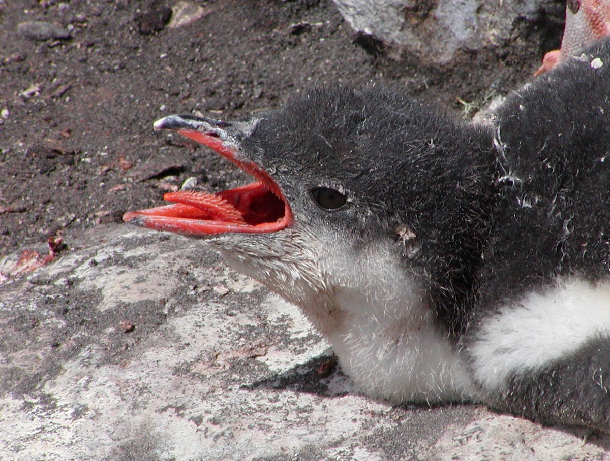 Gentoo Penguin - Michael Shepard
