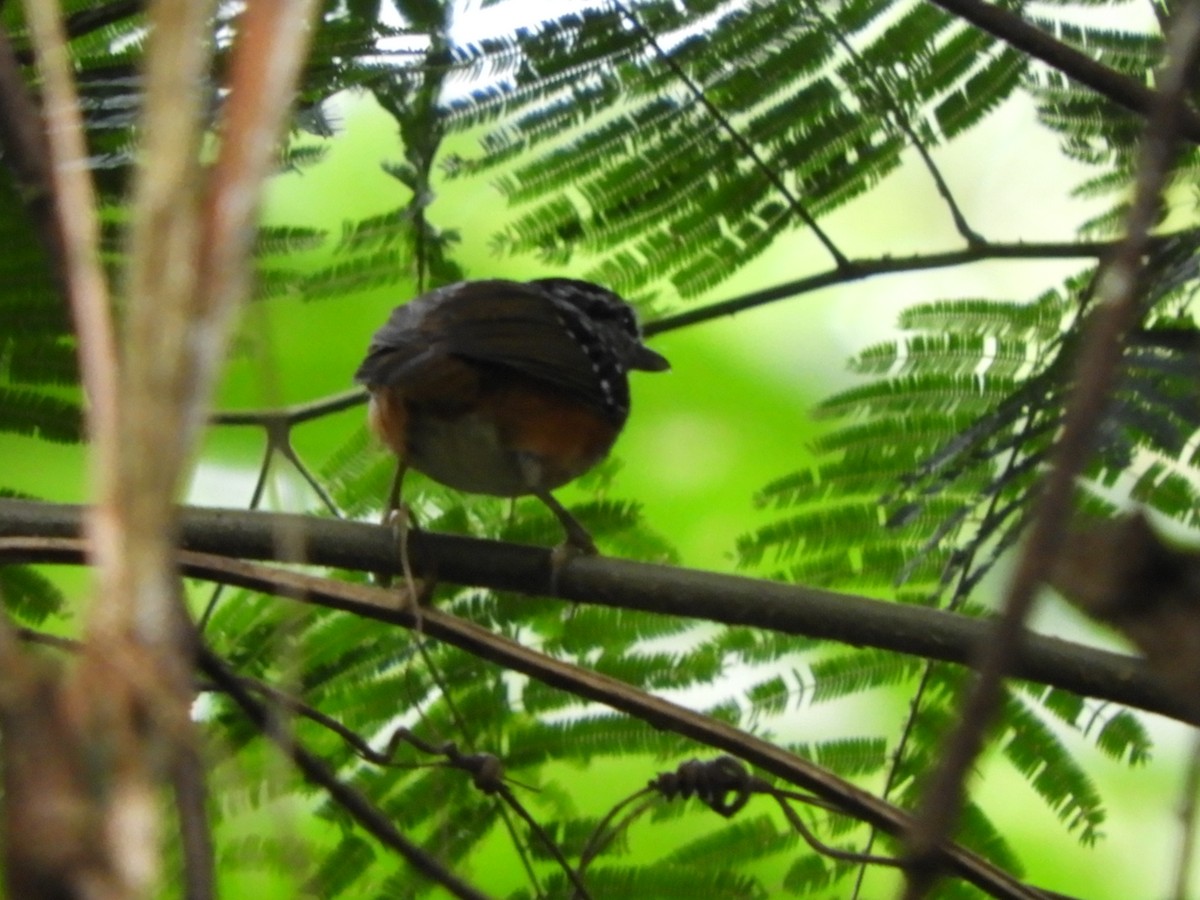 Peruvian Warbling-Antbird - Jorge Galván