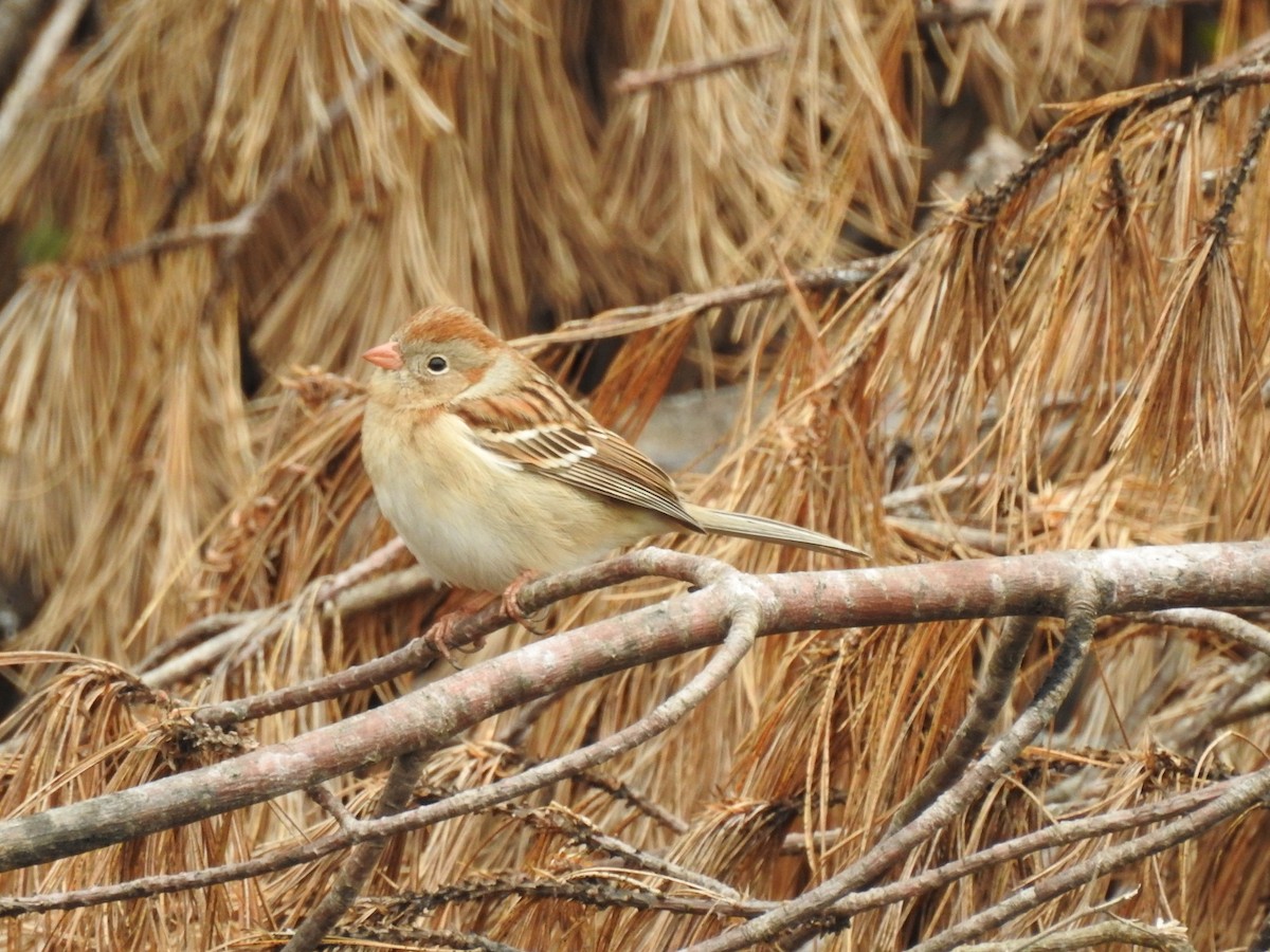Field Sparrow - ML142102161