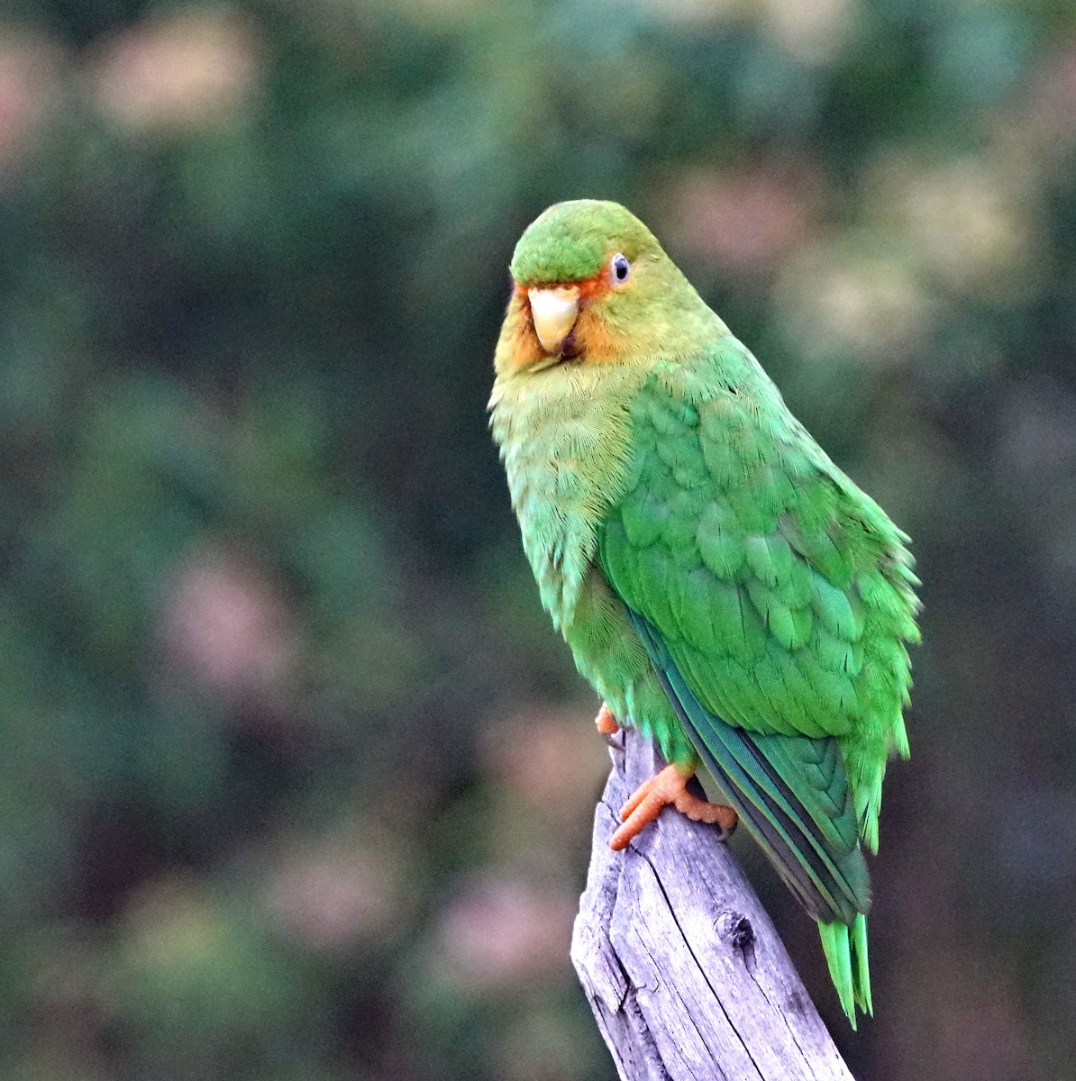 Rufous-fronted Parakeet - ML142103421