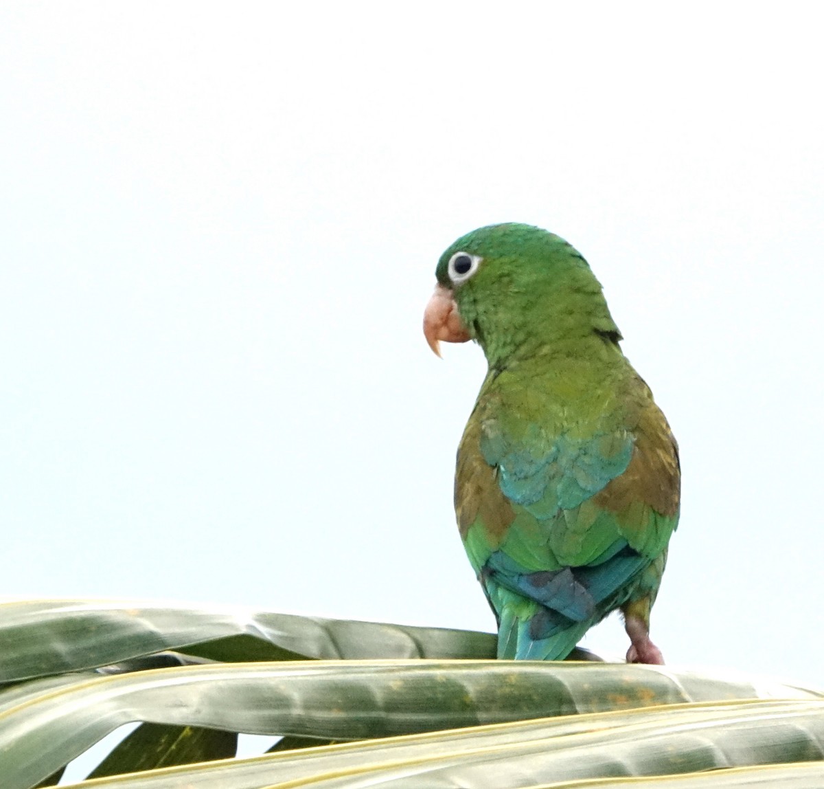 Orange-chinned Parakeet - Doug Swartz