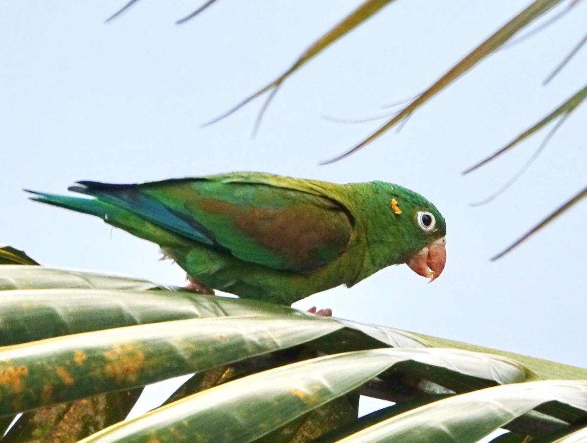 Orange-chinned Parakeet - Doug Swartz