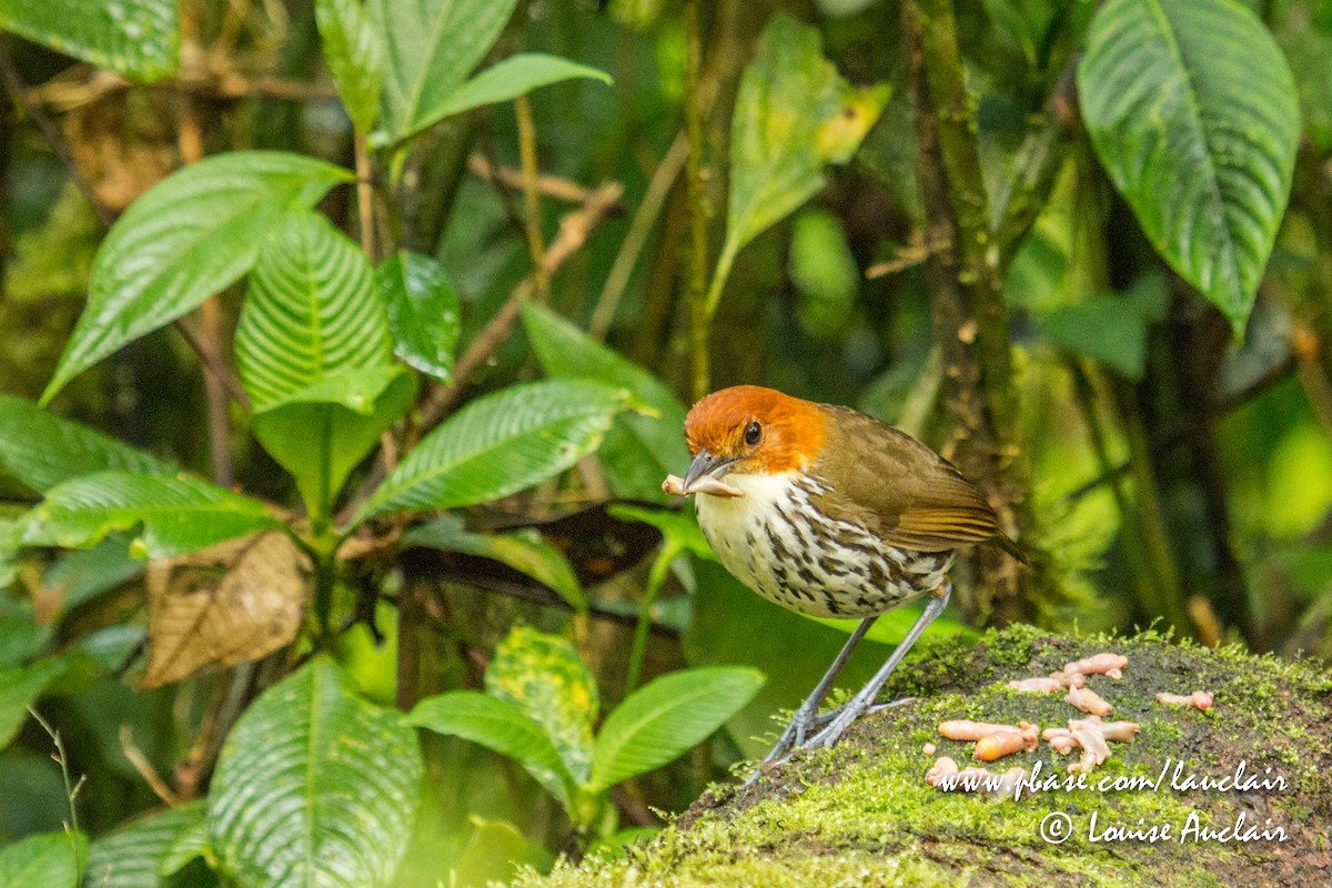 Chestnut-crowned Antpitta - Louise Auclair