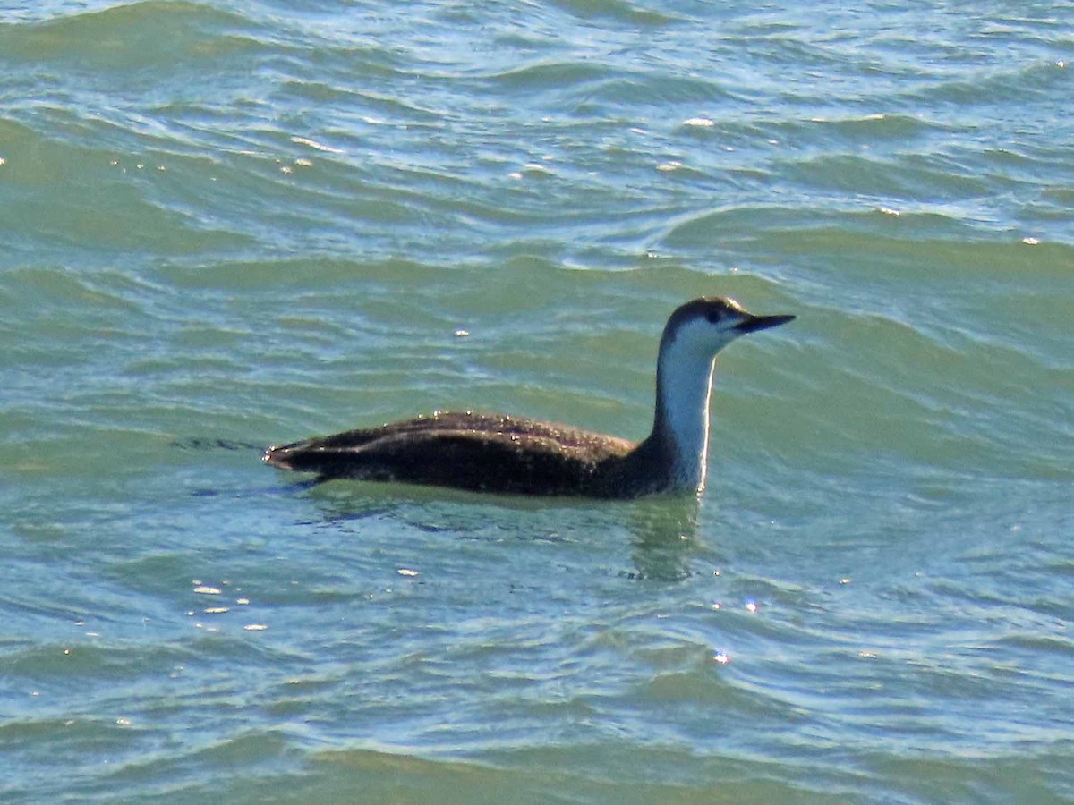 Red-throated Loon - ML142109691