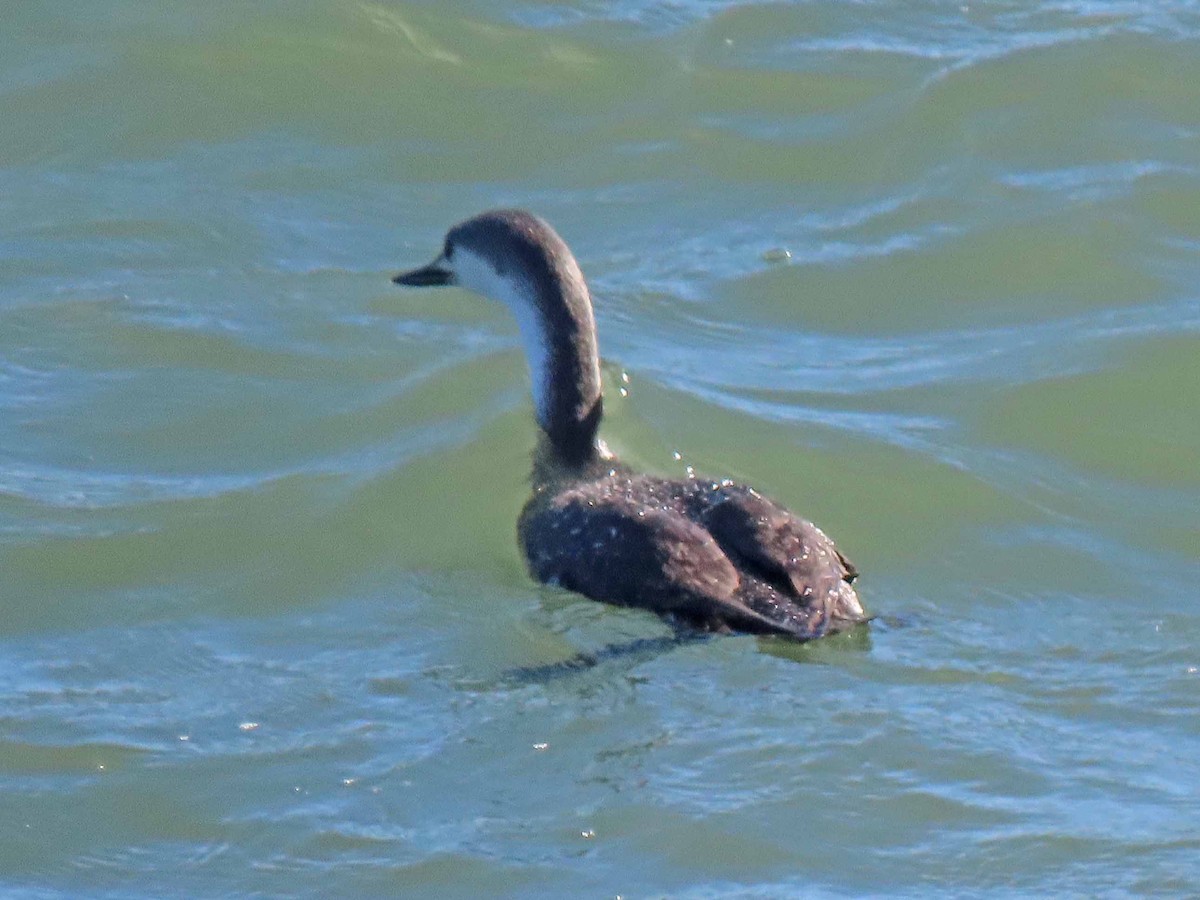 Red-throated Loon - ML142109701