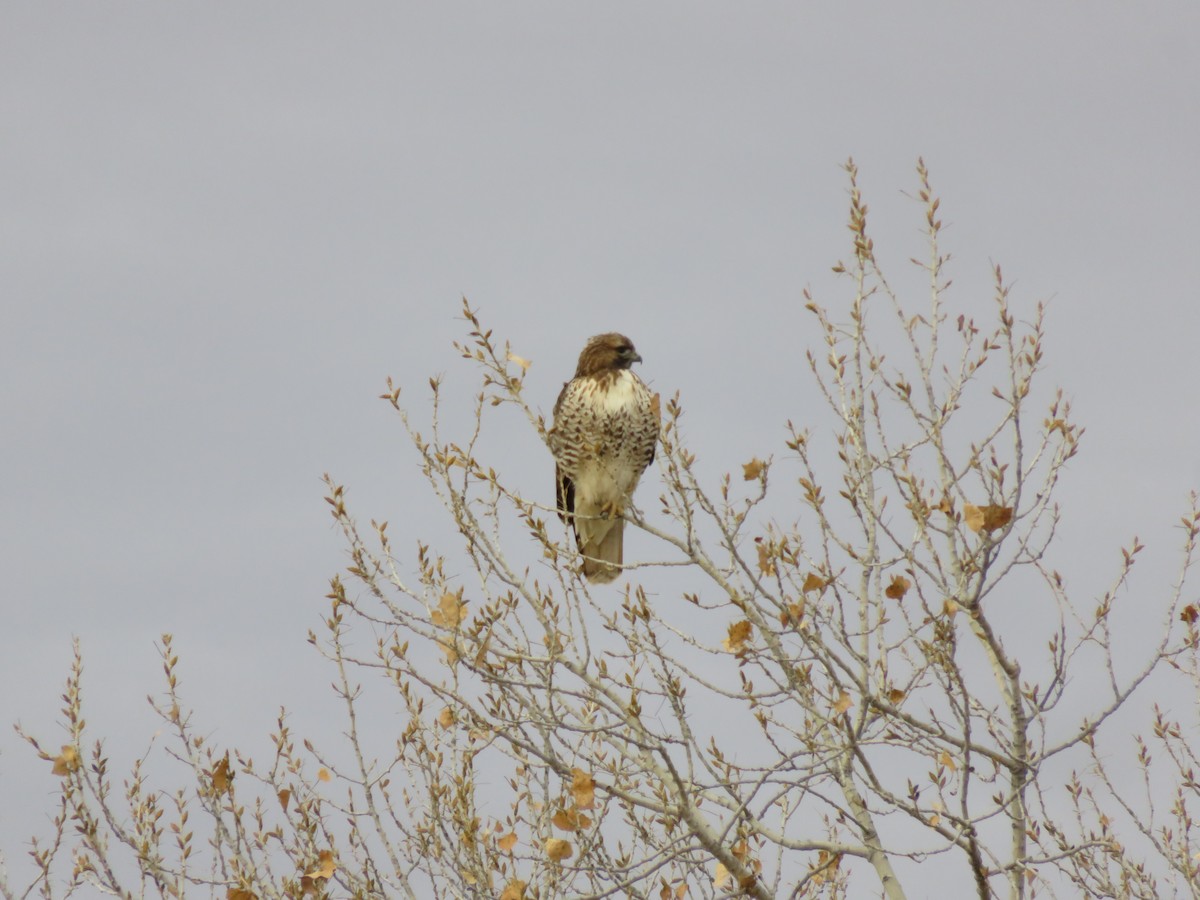 Red-tailed Hawk - carolyn spidle
