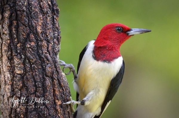 Red-headed Woodpecker - Lynette Dobbins