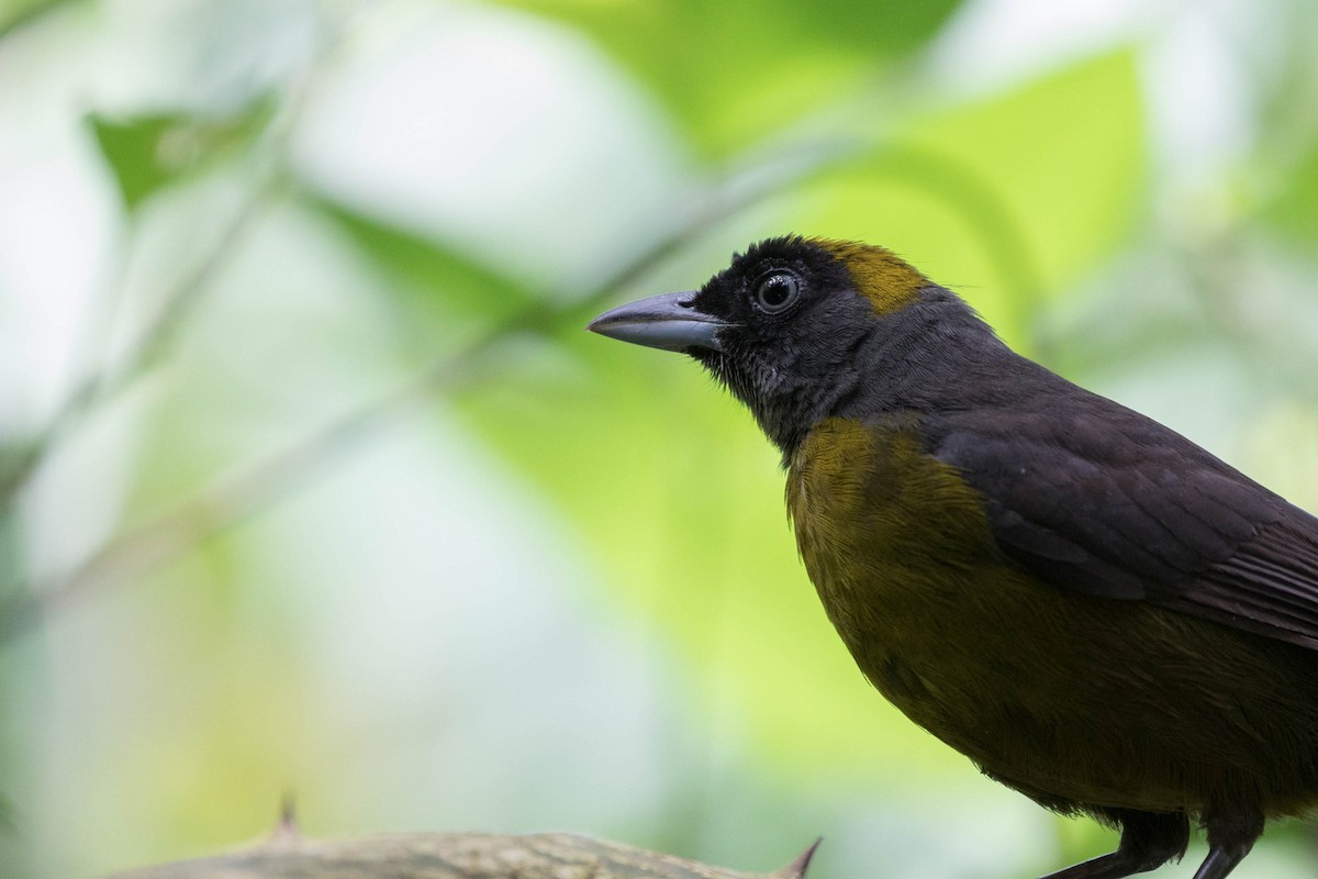 Dusky-faced Tanager - Anonymous