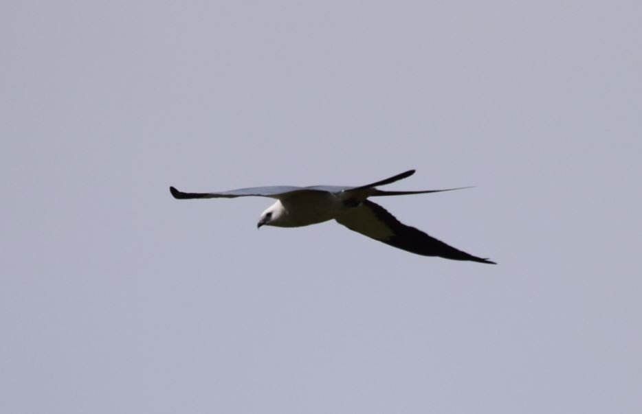 Swallow-tailed Kite - Lee Adam