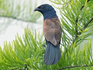 นกเต็มวัยในฤดูผสมพันธุ์ - Kai Pflug - ML142115951
