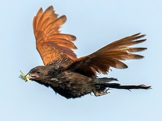 นกเต็มวัยในฤดูผสมพันธุ์ - Adrian Silas Tay - ML142115971