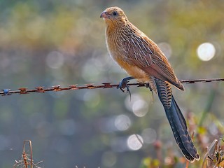 นกเต็มวัยชุดขนนอกฤดูผสมพันธุ์ - Abhishek Das - ML142115981
