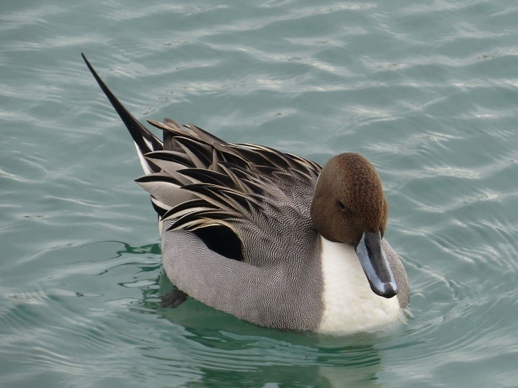 Northern Pintail - Walter Fisher
