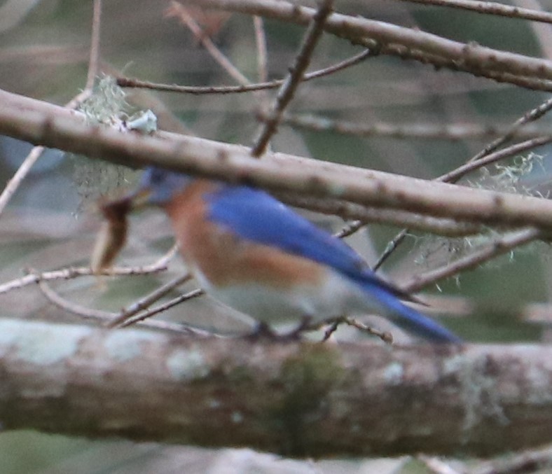 Eastern Bluebird - Marcelle Praetorius