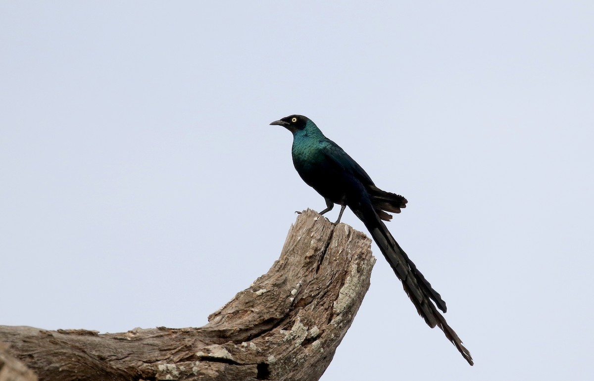 Long-tailed Glossy Starling - ML142118161