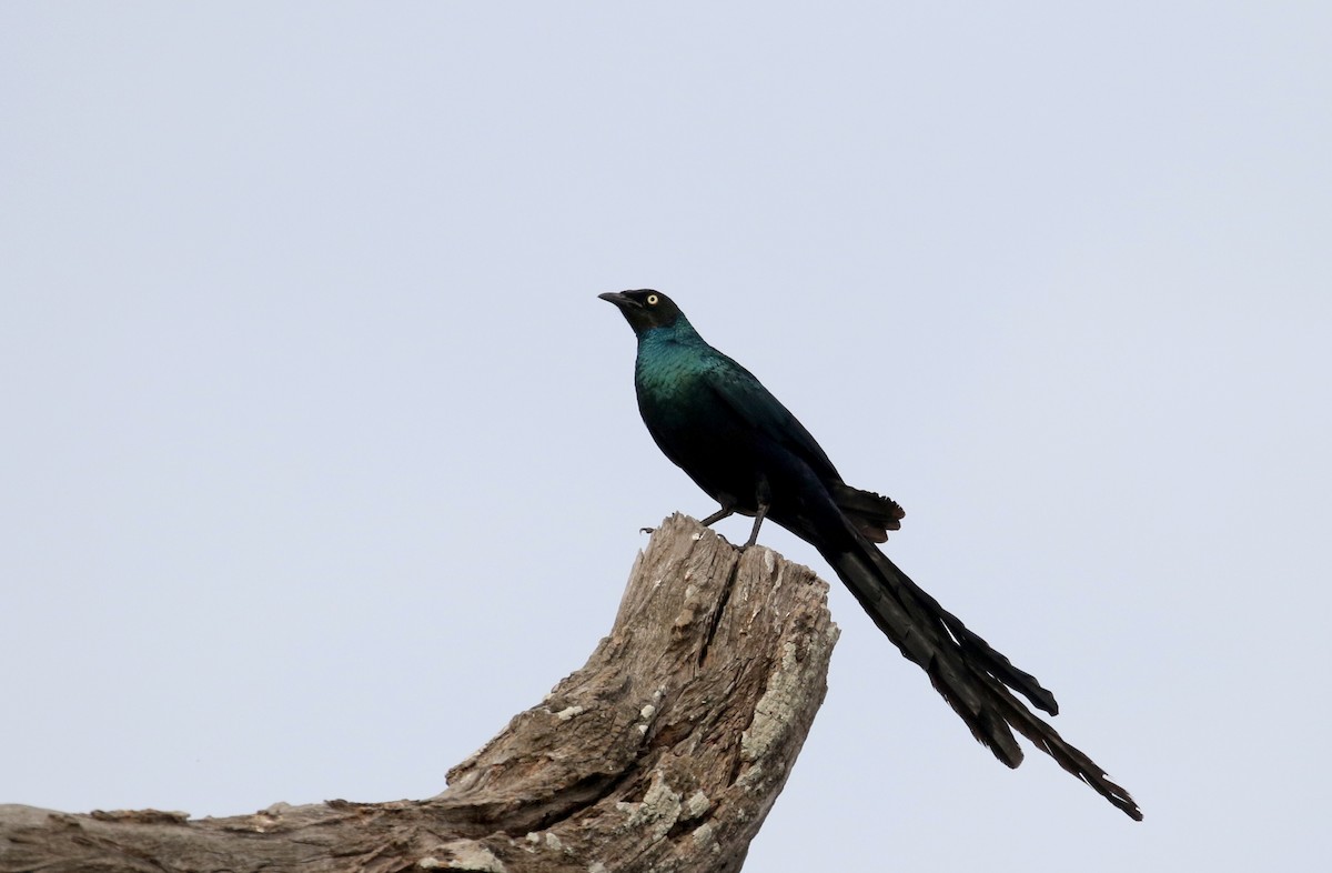 Long-tailed Glossy Starling - ML142118341