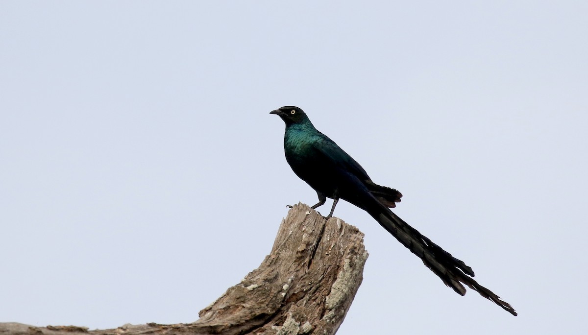 Long-tailed Glossy Starling - ML142118371
