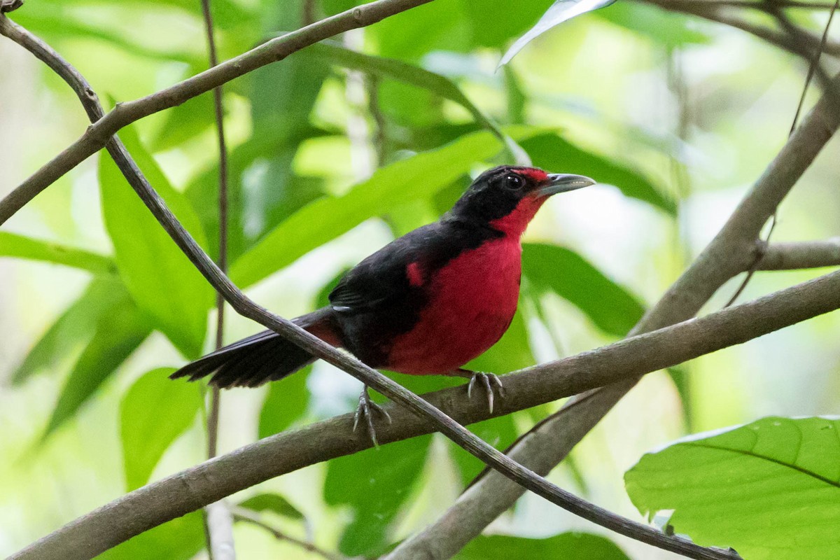 Rosy Thrush-Tanager - Anonymous