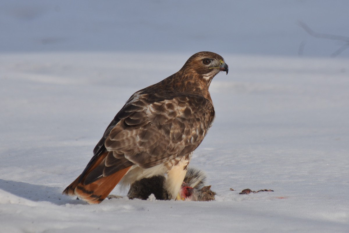 Red-tailed Hawk - Sam Zhang