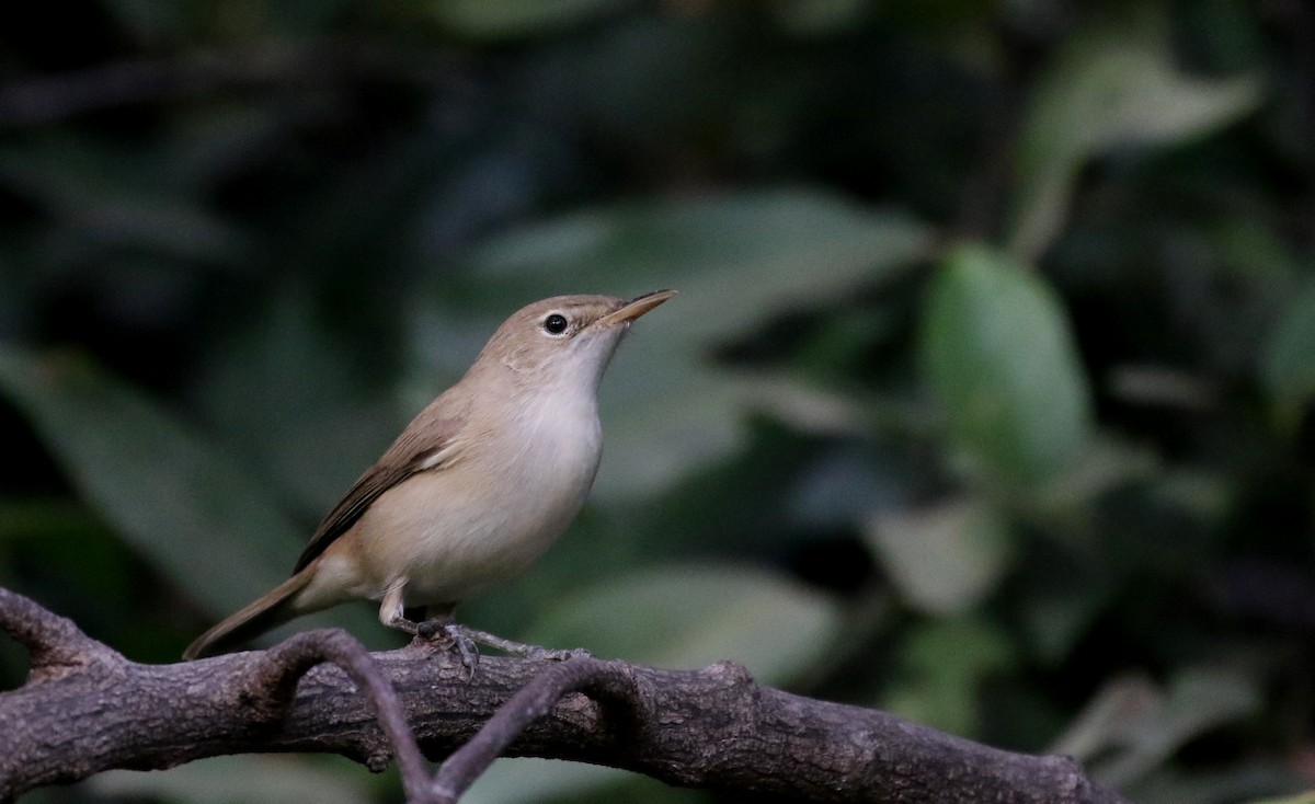 Western Olivaceous Warbler - Jay McGowan