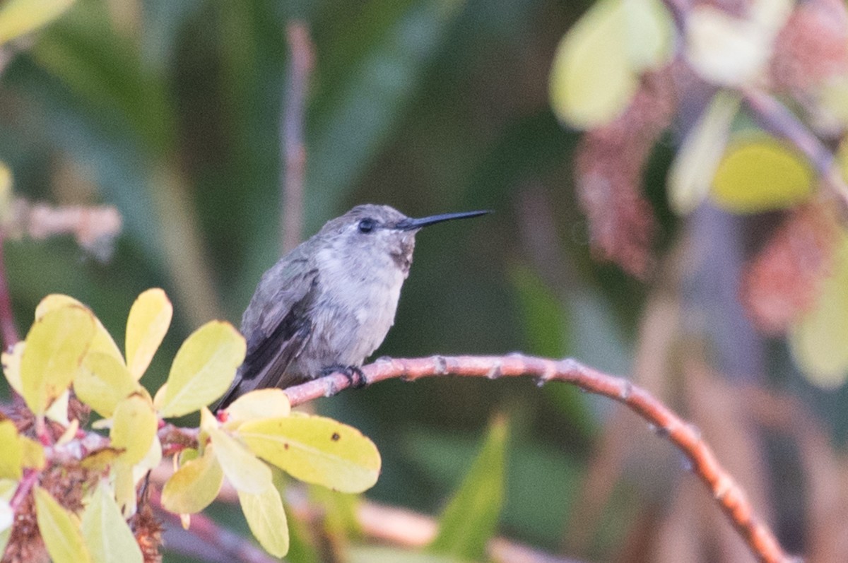 Costa's Hummingbird - ML142121121