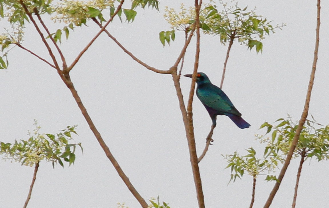 Bronze-tailed Starling - ML142121331