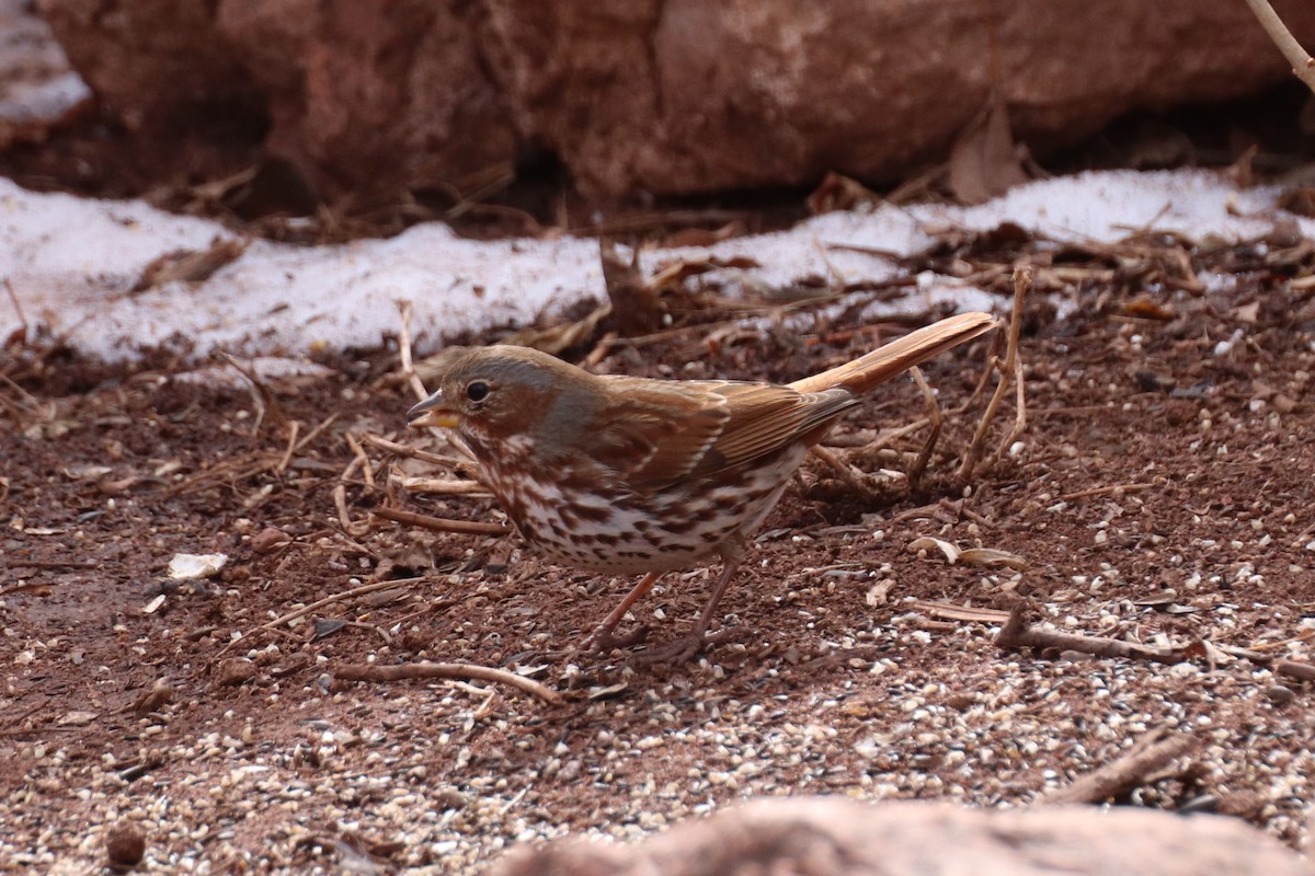 Fox Sparrow (Red) - ML142123451
