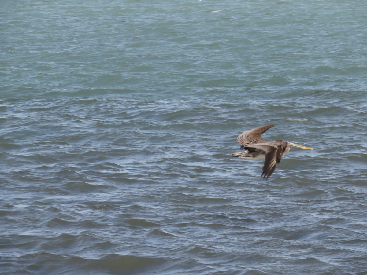 Brown Pelican (Atlantic) - carolyn spidle