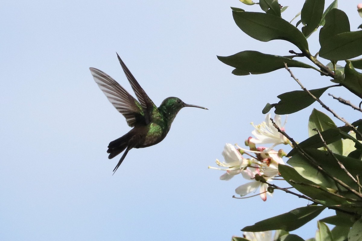 Green-bellied Hummingbird - ML142128601