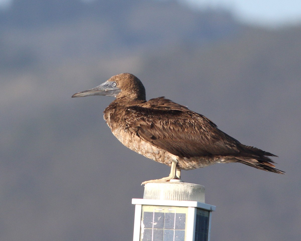 Brown Booby - ML142128831